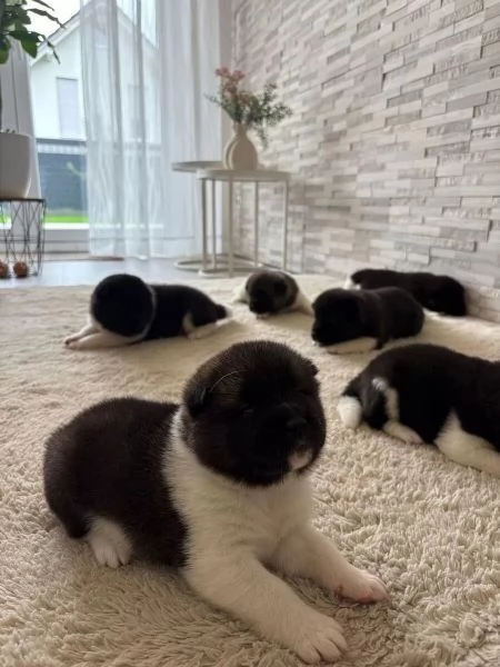 Cuccioli di Akita americano di razza pura | Foto 2