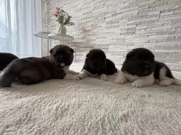 Cuccioli di Akita americano di razza pura