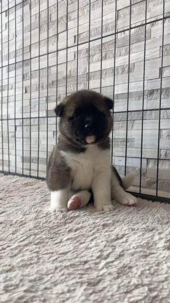 Cuccioli di Akita americano di razza pura | Foto 1