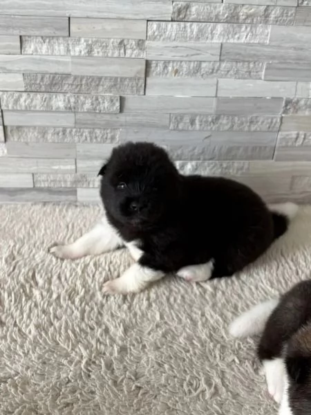 Cuccioli di Akita americano di razza pura | Foto 0