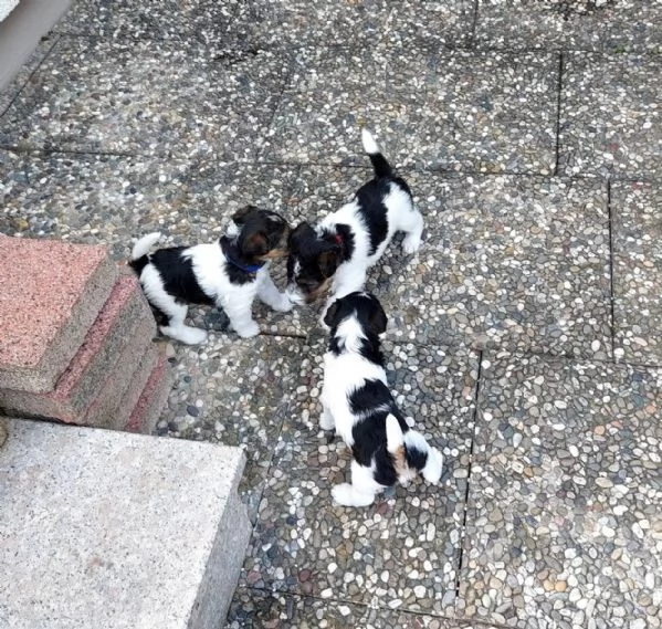 Cuccioli di Fox Terrier a pelo duro con pedigree | Foto 1