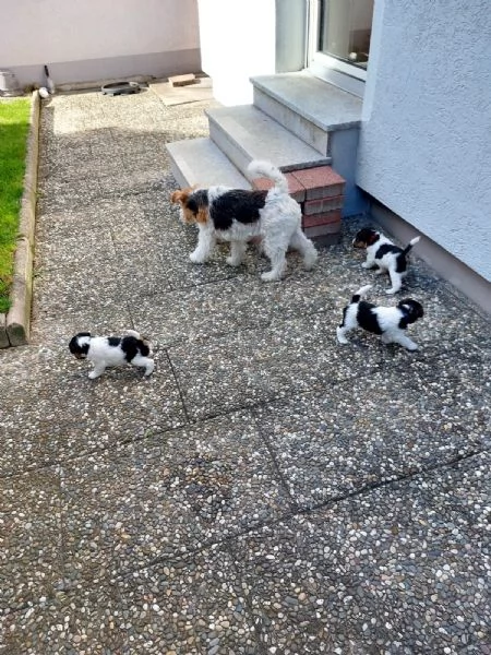 Cuccioli di Fox Terrier a pelo duro con pedigree | Foto 0