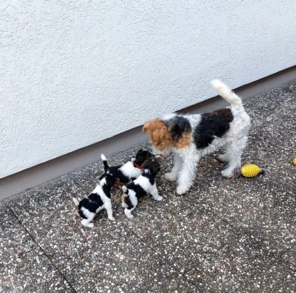 Cuccioli di Fox Terrier a pelo duro con pedigree