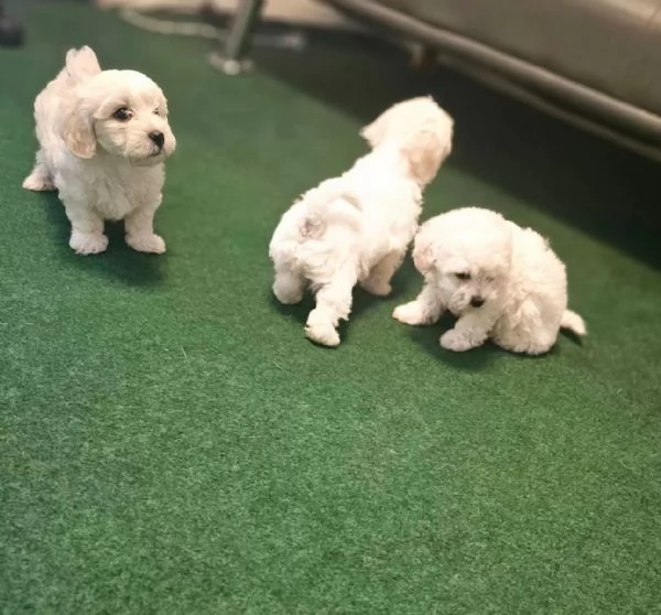 Cuccioli di maltese in cerca di una casa amorevole | Foto 1