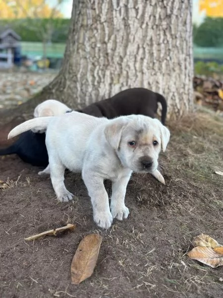 Bellissimi cuccioli di Labrador Retriever di razza pura | Foto 1