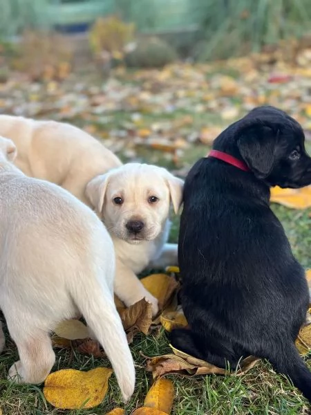 Bellissimi cuccioli di Labrador Retriever di razza pura | Foto 0