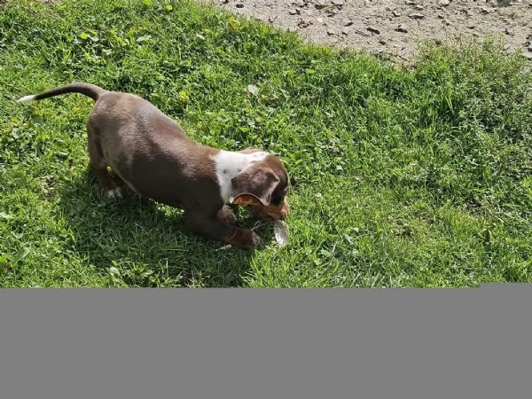 Bassotti nani neromarroni cercano una casa amorevole | Foto 2