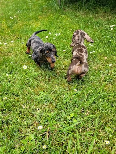 Splendidi cuccioli di bassotto in adozione gratuita | Foto 1