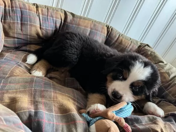 Meravigliosi cuccioli di Bovaro del Bernese | Foto 1