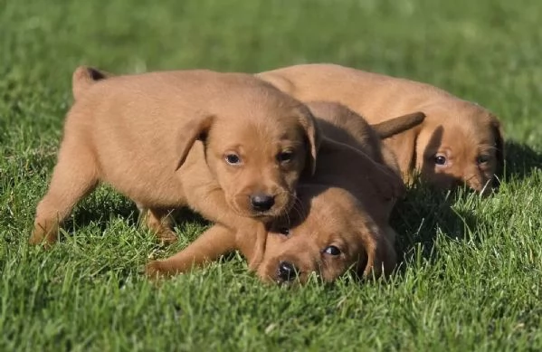TRE CUCCIOLI DI LABRADOR MIELE  CON PEDIGREE | Foto 1