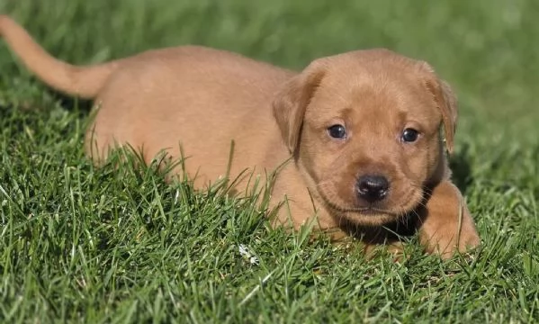 TRE CUCCIOLI DI LABRADOR MIELE  CON PEDIGREE | Foto 0