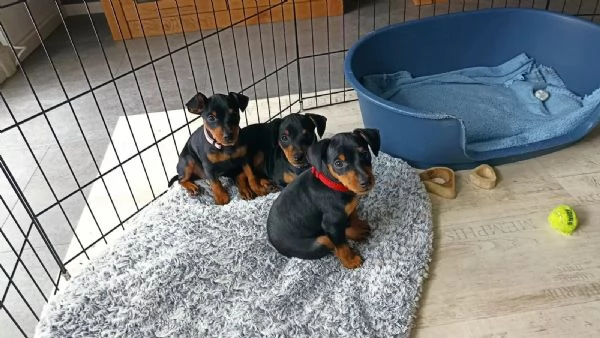 pinscher nani cuccioli nero focato | Foto 2