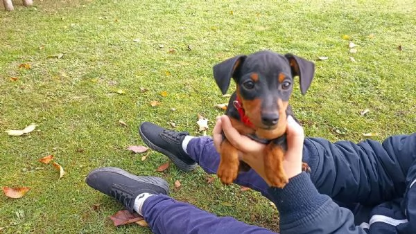 pinscher nani cuccioli nero focato | Foto 1