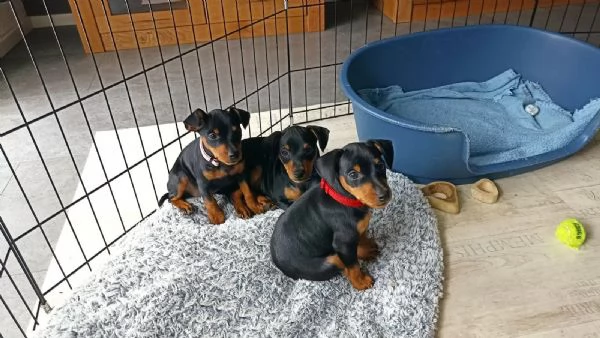 pinscher nani cuccioli nero focato