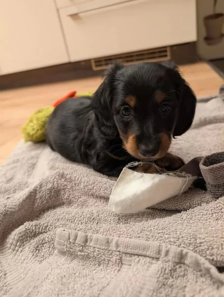 Cuccioli di Bassotto tigrato nano a pelo lungo | Foto 2