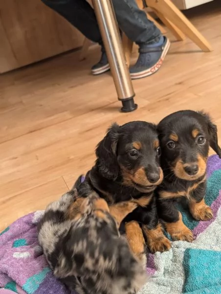 Cuccioli di Bassotto tigrato nano a pelo lungo