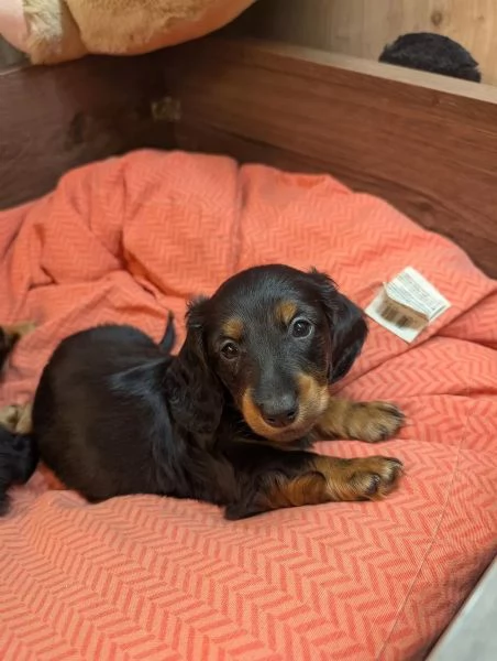 Cuccioli di Bassotto tigrato nano a pelo lungo | Foto 0
