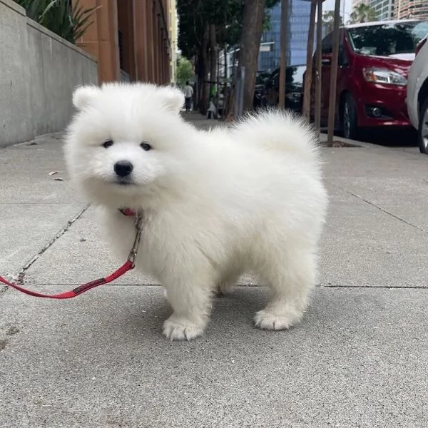 Cuccioli Samoiedo maschio e femmina | Foto 0