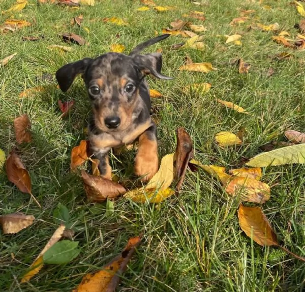 Cuccioli di bassotto dai colori meravigliosi | Foto 3