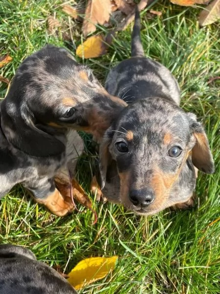 Cuccioli di bassotto dai colori meravigliosi | Foto 1