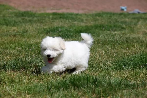 COTON de TULEAR stupendi cuccioli disponibili | Foto 0
