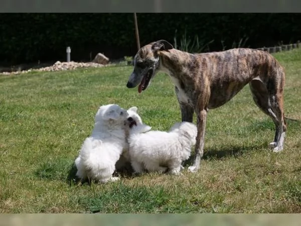 COTON de TULEAR stupendi cuccioli disponibili