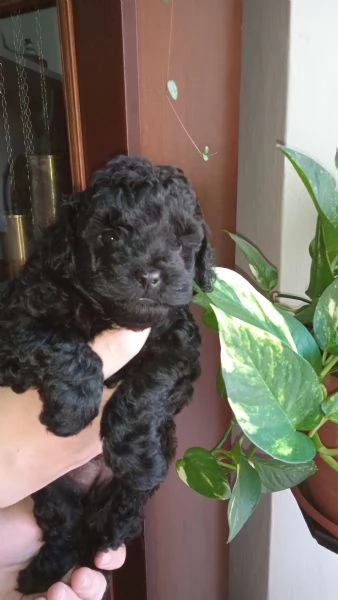 Barboncino maschio toy nero 