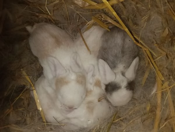 Cuccioli Coniglio Ariete