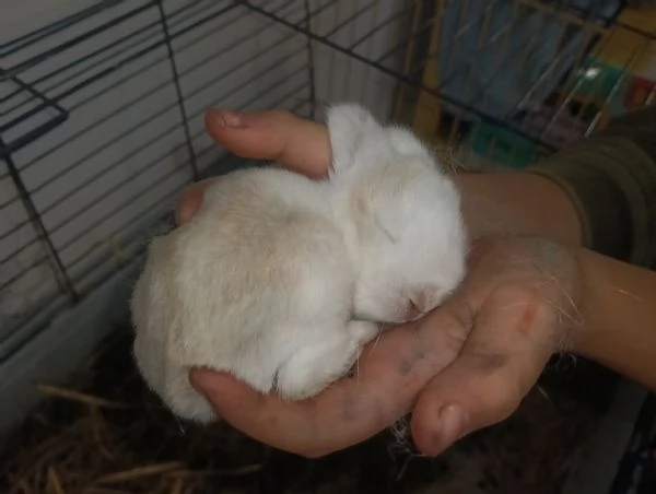 Cuccioli Coniglio Ariete | Foto 2