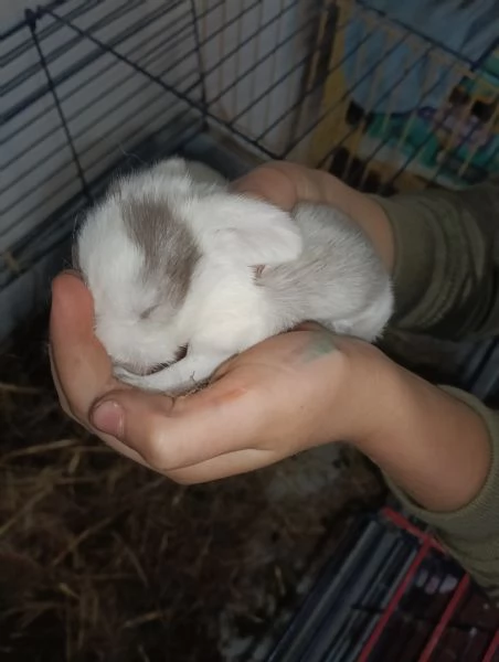 Cuccioli Coniglio Ariete | Foto 1