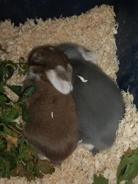 CONIGLIO ARIETE CUCCIOLI | Foto 0