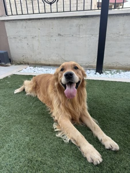 Cucciolata di Golden Retriver 
