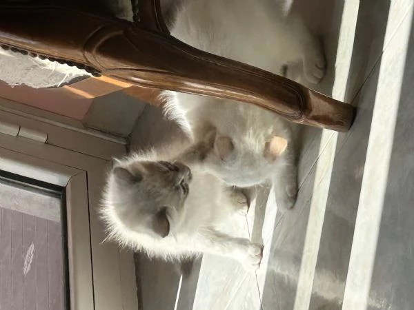 Cuccioli Ragdoll 