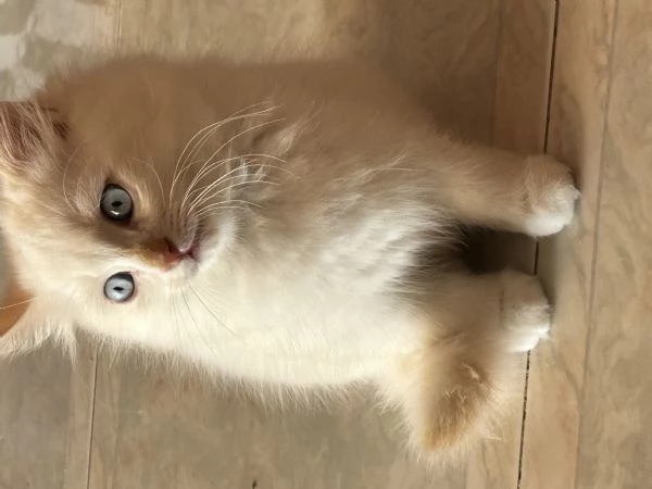 Cuccioli Ragdoll  | Foto 4