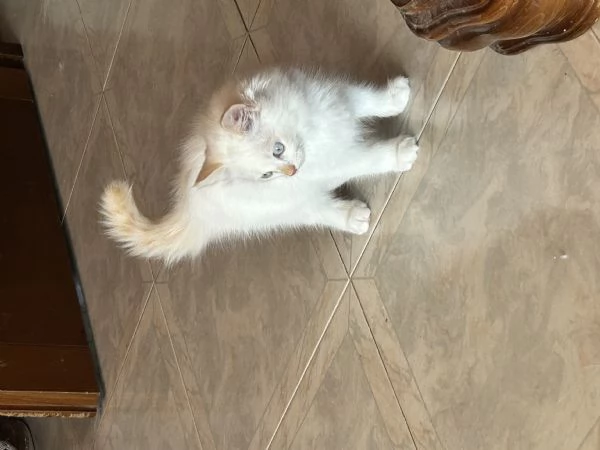 Cuccioli Ragdoll  | Foto 3