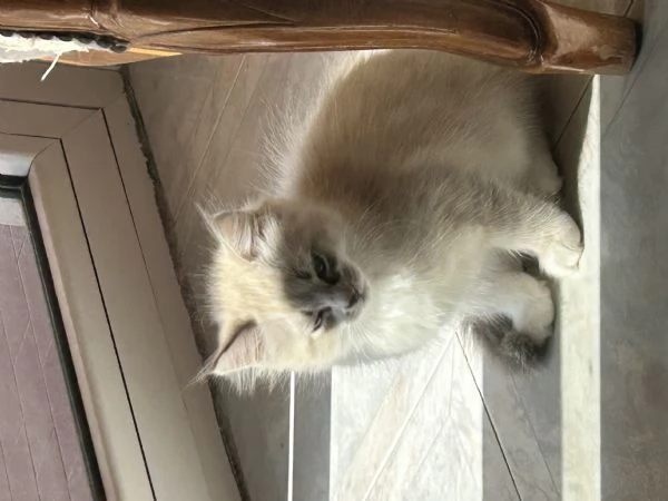 Cuccioli Ragdoll  | Foto 2