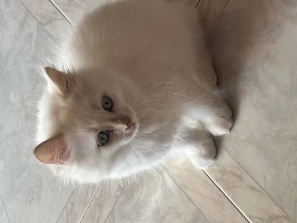 Cuccioli Ragdoll  | Foto 1