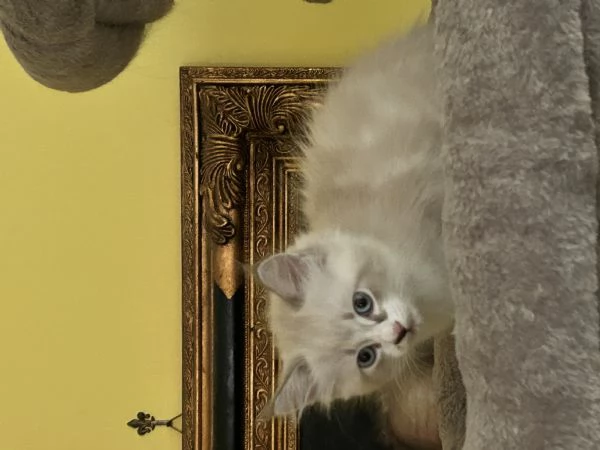 Cuccioli Ragdoll  | Foto 0