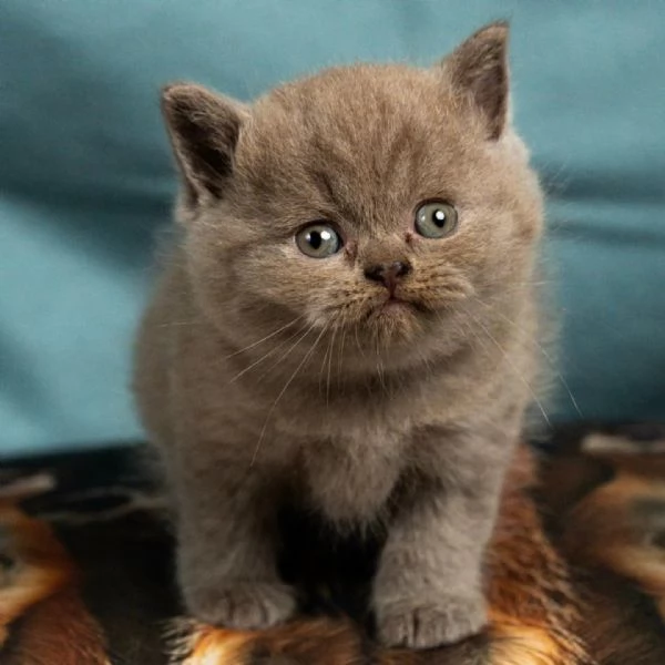 Gattini British Shorthair   Unica Occasione | Foto 0