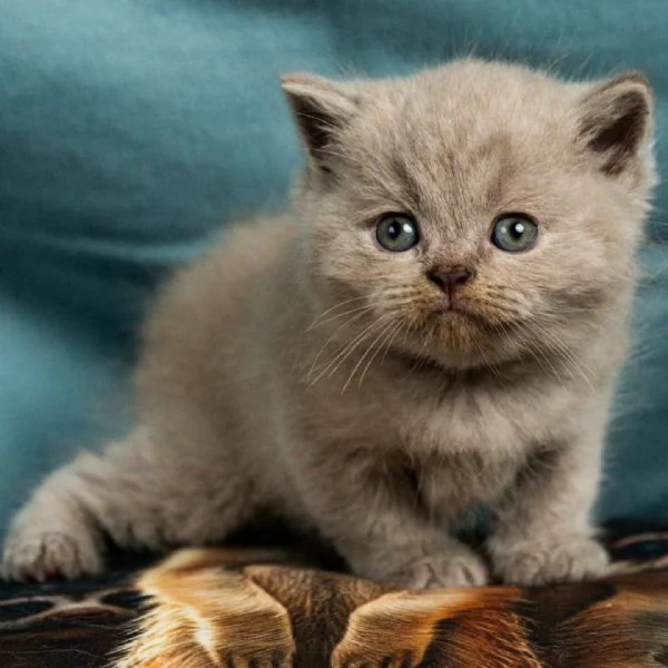Gattini British Shorthair   Unica Occasione