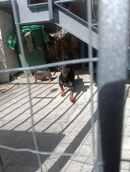 Basotto tedesco  | Foto 4