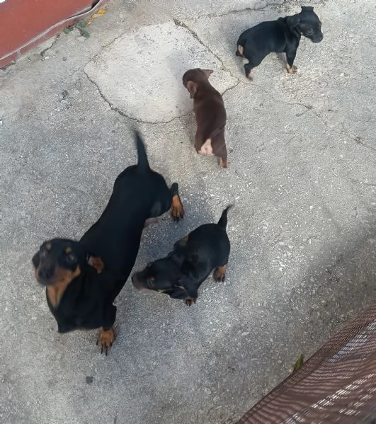 Basotto tedesco  | Foto 3