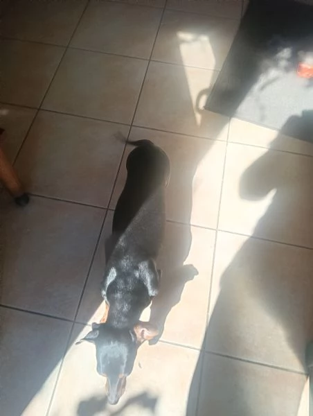Basotto tedesco  | Foto 4