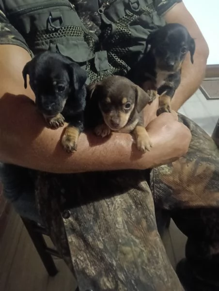 Basotto tedesco  | Foto 2