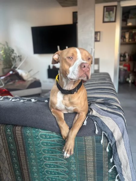 Regalo Pit bull