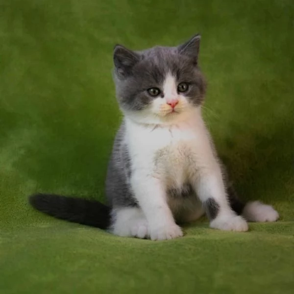 Cuccioli di british shorthair 