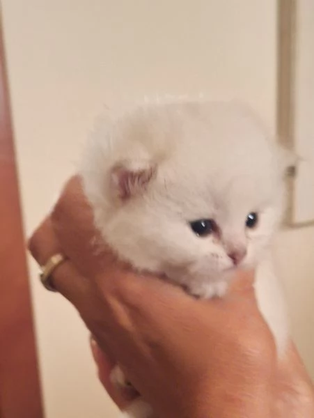 British shorthair 