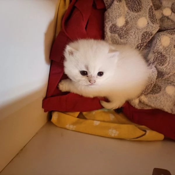 British shorthair  | Foto 6