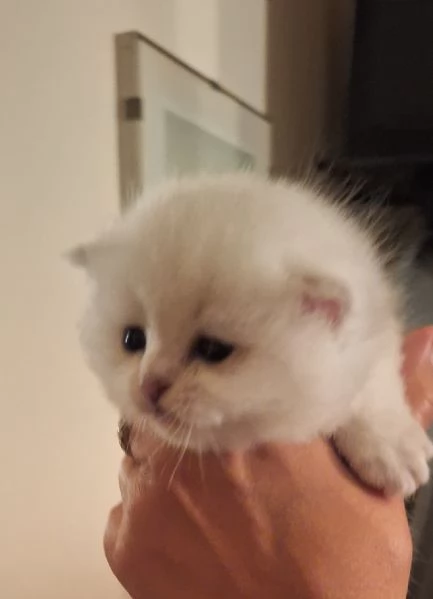 British shorthair  | Foto 4
