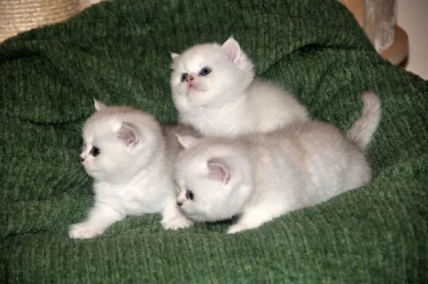 British shorthair  | Foto 2
